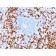 MMP9 (MMP9/2025R), Biotin conjugate, 0.1mg/mL