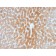 Biotium BNCB2028-500, ARF1 (Golgi Apparatus Marker)(1A9/5), Biotin conjugate, 0.1mg/mL