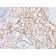 Biotium BNCB2030-500, Catenin, beta (CTNNB1) (CTNNB1/2030R), Biotin conjugate, 0.1mg/mL