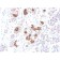 Biotium BNCB2040-100, ACTH (Adrenocorticotrophic Hormone) (Pituitary Marker) (CLIP/2040R), Biotin conjugate, 0.1mg/mL
