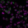Biotium BNCB2049-100, CD43 (T-Cell Marker) (SPN/2049R), Biotin conjugate, 0.1mg/mL
