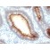 Biotium BNCB2054-500, Carcinoembryonic Antigen (CEA) / CD66 (rC66/1009), Biotin conjugate, 0.1mg/mL