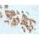 Biotium BNCB2055-500, Carcinoembryonic Antigen (CEA) / CD66 (C66/2055R), Biotin conjugate, 0.1mg/mL