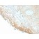 HPV-16 (Human Papilloma Virus 16)(HPV16/2058R), Biotin conjugate, 0.1mg/mL