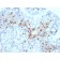 Biotium BNCB2063-500, CD103 / Integrin alpha E (T-Cell Lymphoma & Hairy Cell Leukemia Marker) (ITGAE/2063), Biotin conjugate, 0.1mg/mL