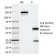 IL3RA / CD123 (Acute Myeloid Leukemia Marker) (IL3RA/2065), Biotin conjugate, 0.1mg/mL
