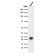 Ferritin, Heavy Chain (FTH) (Microglia Marker)(FTH/2081), Biotin conjugate, 0.1mg/mL