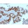 p53 Tumor Suppressor Protein (TP53/2092R), Biotin conjugate, 0.1mg/mL