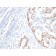 p53 Tumor Suppressor Protein (rBP53-12), Biotin conjugate, 0.1mg/mL