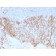 Biotium BNCB2099-100, Catenin, beta (p120)(CTNNB1/2099), Biotin conjugate, 0.1mg/mL