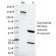 MSH6 (DNA Mismatch Repair Protein) (MSH6/2111), Biotin conjugate, 0.1mg/mL