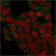 Biotium BNCB2156-100, Catenin, gamma (Cardiomyocyte Marker)(rCTNG/1664), Biotin conjugate, 0.1mg/mL
