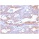 CD86 (Dendritic Cells Maturation Marker)(C86/2160R), Biotin conjugate, 0.1mg/mL
