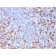 Biotium BNCB2162-100, CD163 (Monocyte & Macrophage Marker)(M130/2162), Biotin conjugate, 0.1mg/mL