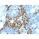 Biotium BNCB2164-100, CD163 (Monocyte & Macrophage Marker)(M130/2164), Biotin conjugate, 0.1mg/mL