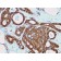 Biotium BNCB2173-100, Catenin, beta (CTNNB1) (rCTNNB1/2173), Biotin conjugate, 0.1mg/mL