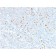 Biotium BNCB2179-100, Annexin A1 / (Hairy Cell Leukemia Marker)(6E4/3), Biotin conjugate, 0.1mg/mL