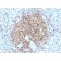 Biotium BNCB2210-100, Bcl-2 (Apoptosis & Follicular Lymphoma Marker) (BCL2/2210R), Biotin conjugate, 0.1mg/mL
