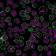 Biotium BNCB2220-100, CD43 (T-Cell Marker) (rSPN/839), Biotin conjugate, 0.1mg/mL