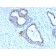 FOXA1 / HNF3A (FOXA1/2230R), Biotin conjugate, 0.1mg/mL