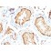 Biotium BNCB2231-100, 14-3-3E / Tryptophan 5-Monooxygenase(CPTC-YWHAE-1), Biotin conjugate, 0.1mg/mL