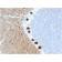 Biotium BNCB2232-100, Carbonic Anhydrase VIII(CPTC-CA8-2), Biotin conjugate, 0.1mg/mL