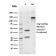 Biotium BNCB2265-100, BCL2-like 2(CPTC-BCL2L2-2), Biotin conjugate, 0.1mg/mL