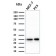 Biotium BNCB2266-100, Calcineurin B homologous protein 2 / HCC Antigen 520(CPTC-CHP2-1), Biotin conjugate, 0.1mg/mL