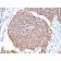 Fas (TNFRSF6) associated factor 1(CPTC-FAF1-2), Biotin conjugate, 0.1mg/mL