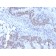 Rb1 (Tumor Suppressor Protein) (RB1/2313R), Biotin conjugate, 0.1mg/mL