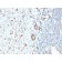 Neurofilament (NF-H) (Neuronal Marker) (NEFL.H/2324R), Biotin conjugate, 0.1mg/mL