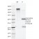Biotium BNCB2325-100, Annexin A1 / (Hairy Cell Leukemia Marker)(5E4/1), Biotin conjugate, 0.1mg/mL
