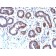 Ferritin, Light Chain (FTL) (Microglia Marker) (FTL/2338R), Biotin conjugate, 0.1mg/mL
