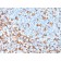 Biotium BNCB2346-100, AIF1 / Iba1 (Microglia Marker) (rAIF1/1909), Biotin conjugate, 0.1mg/mL