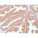 Biotium BNCB2353-100, Calcineurin A / PPP3CA(CALNA/2353), Biotin conjugate, 0.1mg/mL