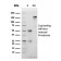 Biotium BNCB2355-100, Albumin (Transport Protein)(ALB/2355), Biotin conjugate, 0.1mg/mL