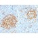 Biotium BNCB2397-500, CD14 (Monocyte / Macrophage Marker) (LPSR/2397), Biotin conjugate, 0.1mg/mL