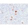 Biotium BNCB2406-100, Bcl-X (Apoptosis Marker)(BCL2L1/2406), Biotin conjugate, 0.1mg/mL
