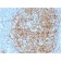 Biotium BNCB2408-100, CD14 (Monocyte / Macrophage Marker) (LPSR/2408), Biotin conjugate, 0.1mg/mL
