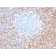 CD5 (Mantle Cell Lymphoma Marker) (CD5/2416), Biotin conjugate, 0.1mg/mL