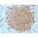 Biotium BNCB2422-500, BOB.1 (B-Cell Marker)(BOB1/2422), Biotin conjugate, 0.1mg/mL
