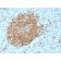 Biotium BNCB2425-100, BOB.1 (B-Cell Marker) (BOB1/2425), Biotin conjugate, 0.1mg/mL