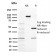 Biotium BNCB2431-100, BAP1 (BRCA1 Associated Protein 1)(BAP1/2431), Biotin conjugate, 0.1mg/mL