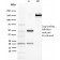 Biotium BNCB2432-100, BAP1 (BRCA1 Associated Protein 1)(BAP1/2432), Biotin conjugate, 0.1mg/mL