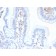 Biotium BNCB2474-100, CD103 / Integrin alpha E (T-Cell Lymphoma & Hairy Cell Leukemia Marker) (ITGAE/2474), Biotin conjugate, 0.1mg/mL