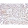p21WAF1 (Tumor Suppressor Protein)(CIP1/2489R), Biotin conjugate, 0.1mg/mL
