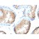 Vinculin (Marker of Age-related Macular Degeneration)(VCL/2573), Biotin conjugate, 0.1mg/mL