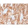 Biotium BNCB2579-100, CD10 (Membrane Metalloendopeptidase)(MME/2579), Biotin conjugate, 0.1mg/mL
