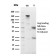 Biotium BNCB2590-100, CD10 (Membrane Metalloendopeptidase)(MME/2590), Biotin conjugate, 0.1mg/mL