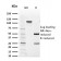 Biotium BNCB2592-100, Aldo-keto Reductase Family 1 Member B1 (Adrenal Marker)(CPTC-AKR1B1-2), Biotin conjugate, 0.1mg/mL